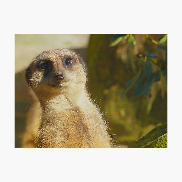 Meerkat Photographic Print