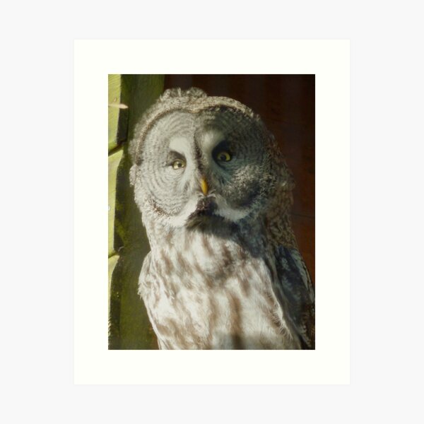 Great Owl Art Print