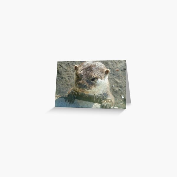 Otter Greeting Card