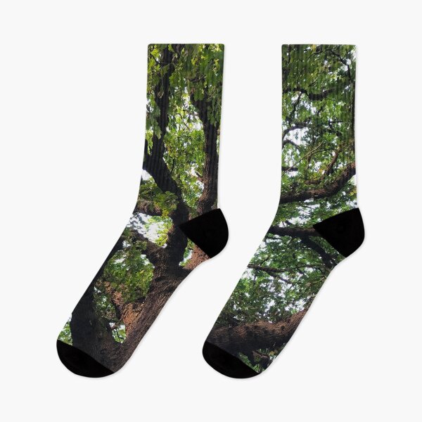 Item preview, Oak Tree Photography designed and sold by Danny Cazzato.