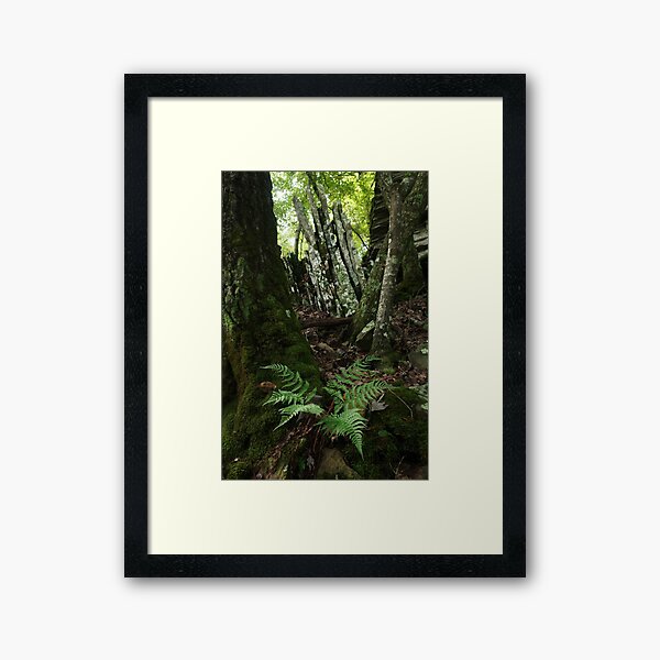 Rocks and Ferns II Framed Art Print