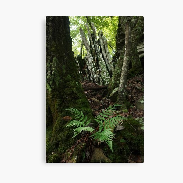Rocks and Ferns II Canvas Print