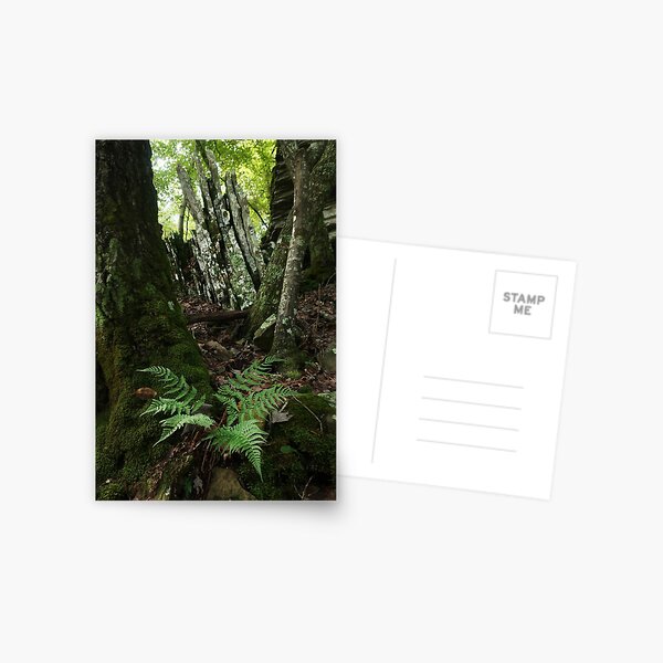 Rocks and Ferns II Postcard