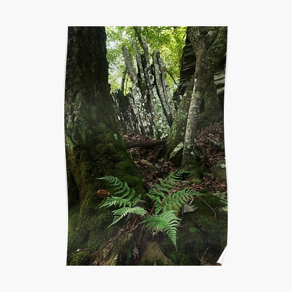 Rocks and Ferns II Poster