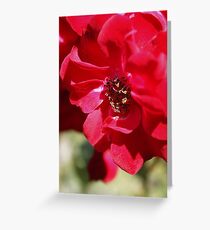 Red Flower Macro Greeting Card