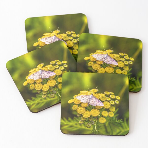 Item preview, White butterfly and yellow flowers, nature photo designed and sold by Stéphane  Thirion.