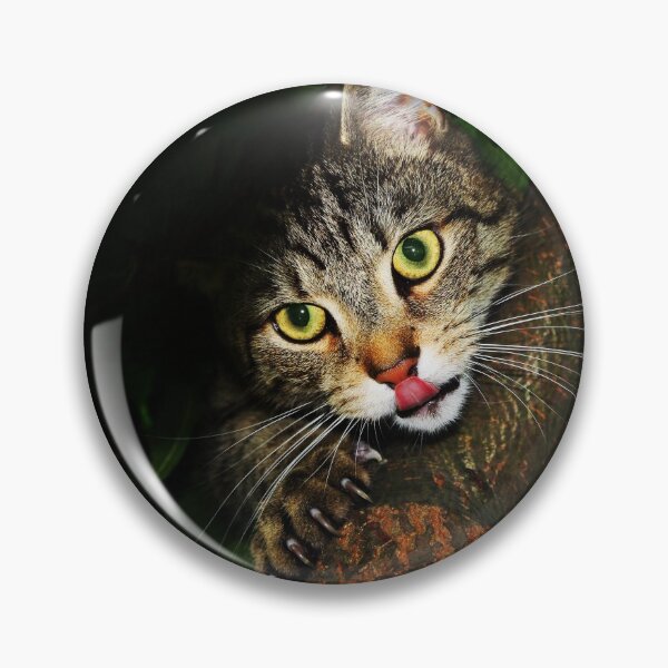 Item preview, Cat licking nose hunting prey extending claws sitting on tree domestic shorthair predator designed and sold by reddeercom.