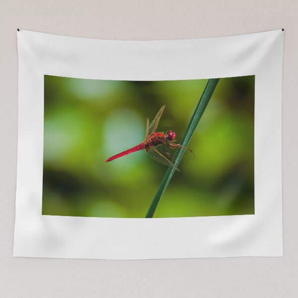 Item preview, Ruddy darter designed and sold by Markus Holsträter.