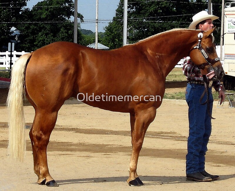 palomino-halter-quarter-horse-by-oldetimemercan-redbubble