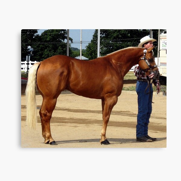 Aperçu de l'œuvre Palomino Halter Quarter Horse créée et vendue par Oldetimemercan.