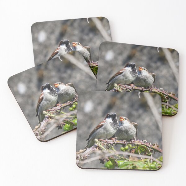 Item preview, House sparrow with young designed and sold by GreyFeatherPhot.