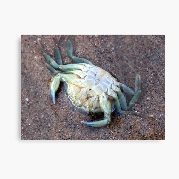 Item preview, Crab in rock pool designed and sold by chihuahuashower.