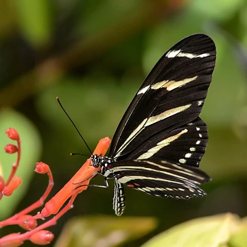 Artwork thumbnail, Bold Butterfly by RewskiPhotos