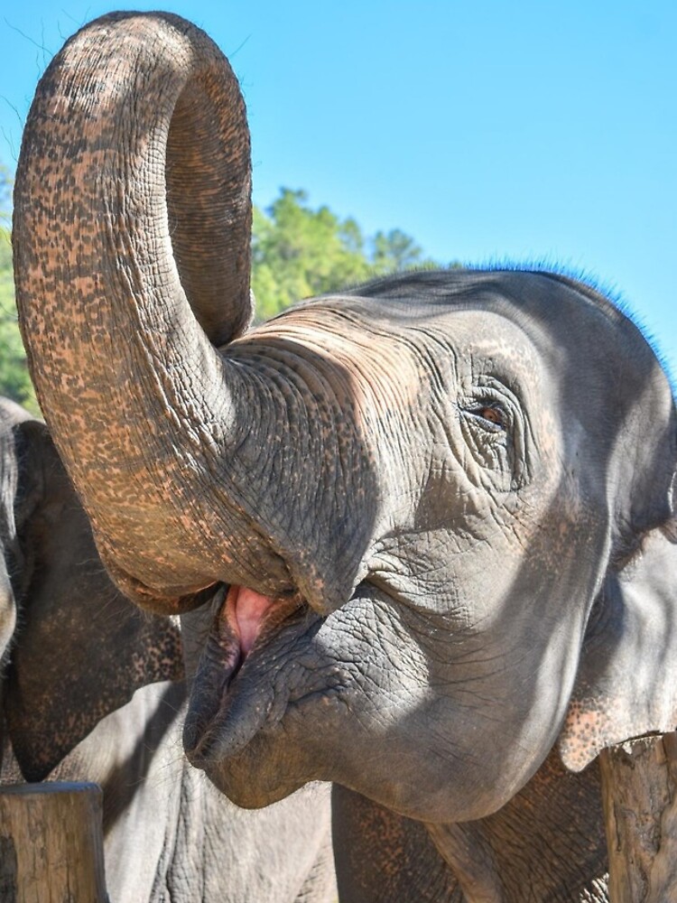 Thumbnail 4 of 4, iPhone Case, Thailand Ethical Elephant Sanctuary - Blue Daily Elephant Care designed and sold by ChloeDickenson.