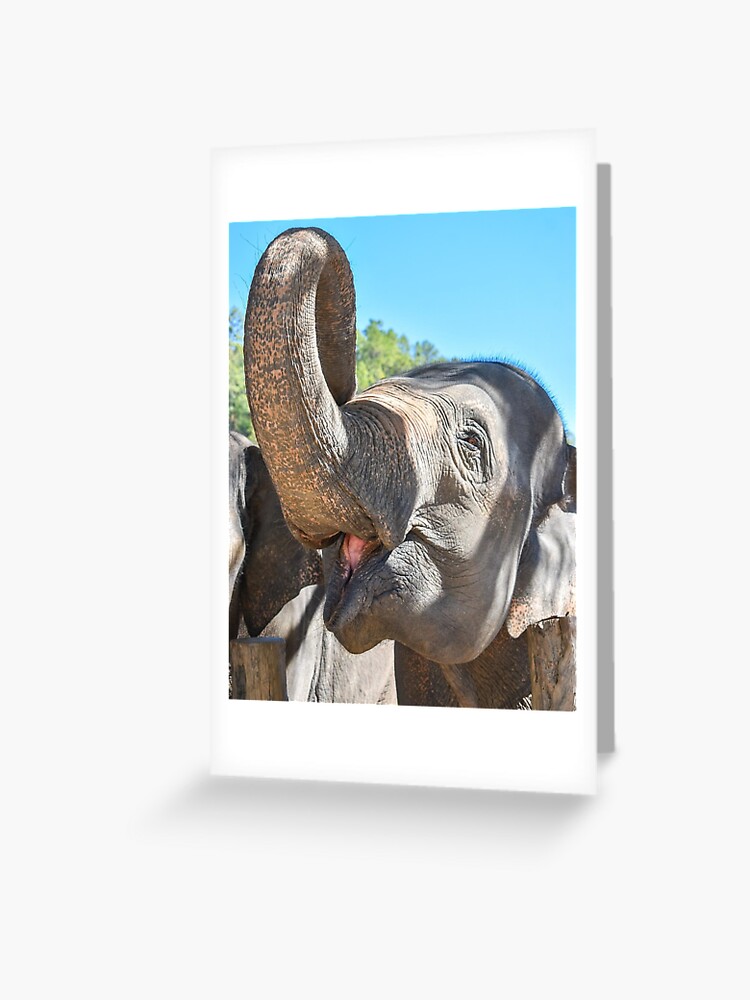 Thumbnail 1 of 2, Greeting Card, Thailand Ethical Elephant Sanctuary - Blue Daily Elephant Care designed and sold by ChloeDickenson.