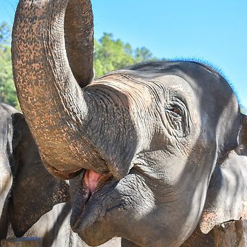 Artwork thumbnail, Thailand Ethical Elephant Sanctuary - Blue Daily Elephant Care by ChloeDickenson
