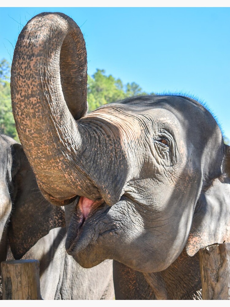 Thumbnail 3 of 3, Sticker, Thailand Ethical Elephant Sanctuary - Blue Daily Elephant Care designed and sold by ChloeDickenson.