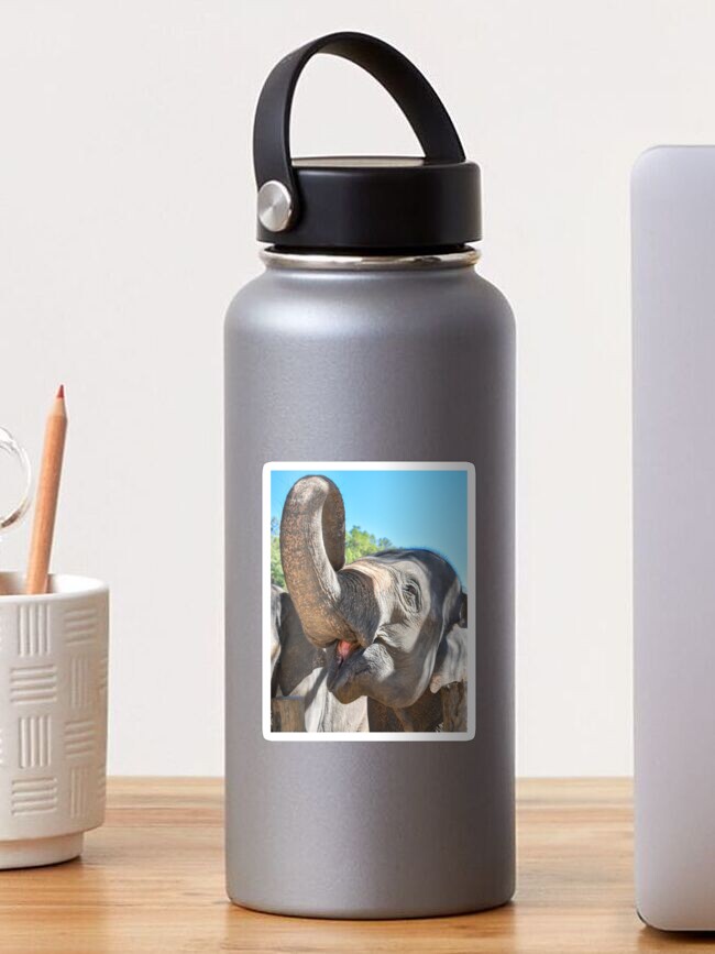 Thumbnail 1 of 3, Sticker, Thailand Ethical Elephant Sanctuary - Blue Daily Elephant Care designed and sold by ChloeDickenson.