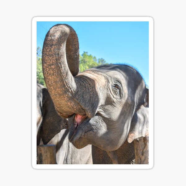 Item preview, Thailand Ethical Elephant Sanctuary - Blue Daily Elephant Care designed and sold by ChloeDickenson.