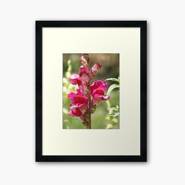 Blossom_1305 Framed Art Print