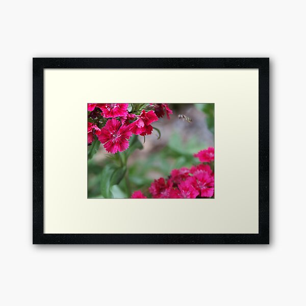 Blossom_1311 Framed Art Print