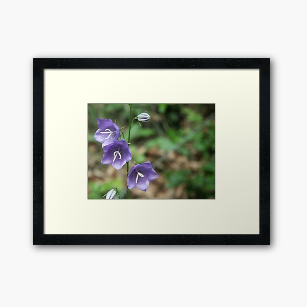 Blossom_1312 Framed Art Print