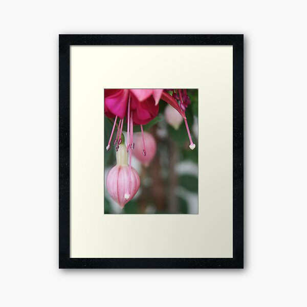 Blossom_1318 Framed Art Print