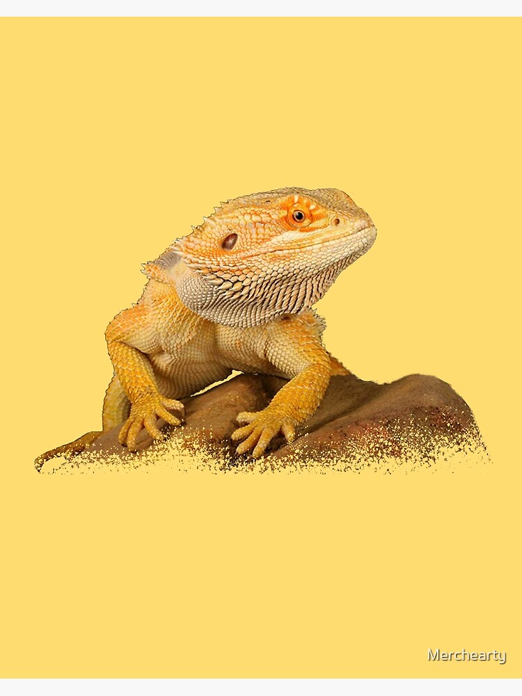 Bearded Dragon Lizard