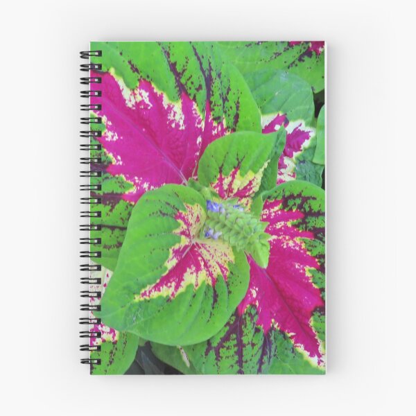 Item preview, Colorful Coleus Plant designed and sold by Christian Bennion.