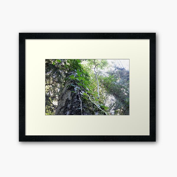 Forest_1305 Framed Art Print