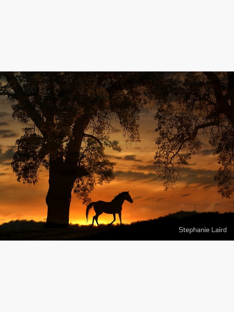 cheval au lever du soleil