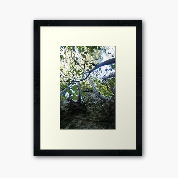 Forest_1310 Gerahmter Kunstdruck