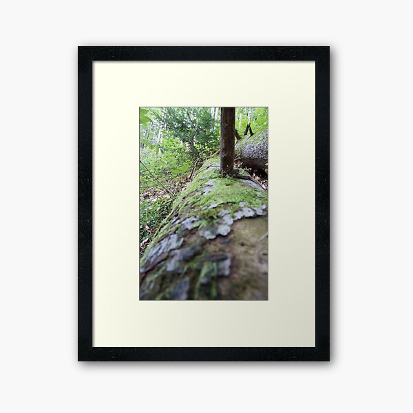 Forest_1313 Framed Art Print