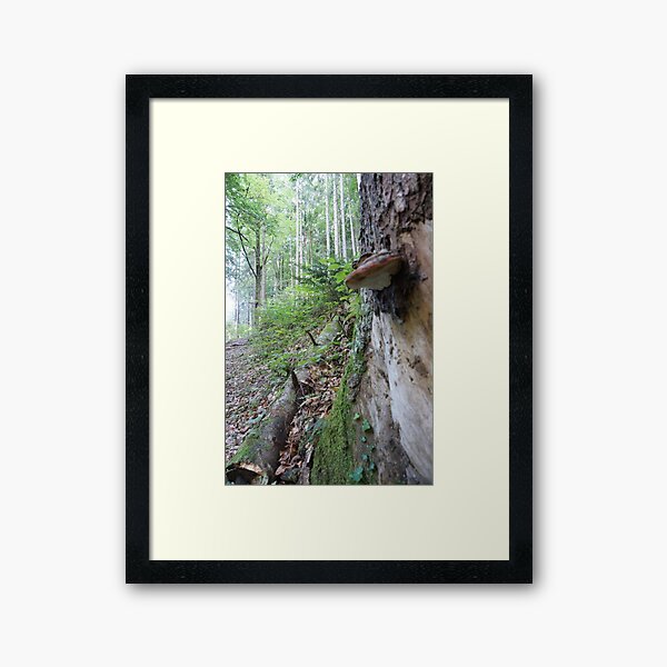 Forest_1312 Gerahmter Kunstdruck