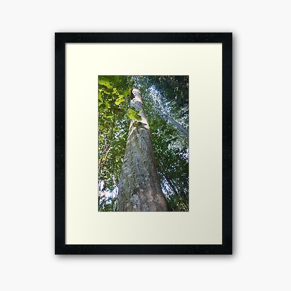Forest_1306 Gerahmter Kunstdruck