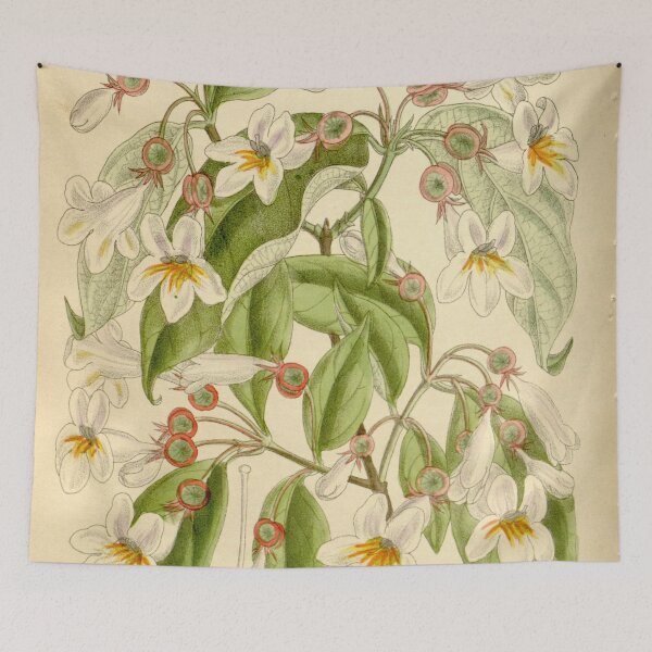 Item preview, Dipelta floribunda 136 8310 designed and sold by EsotericBotanic.