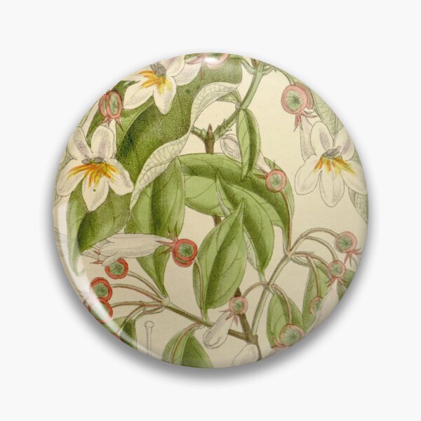 Item preview, Dipelta floribunda 136 8310 designed and sold by EsotericBotanic.