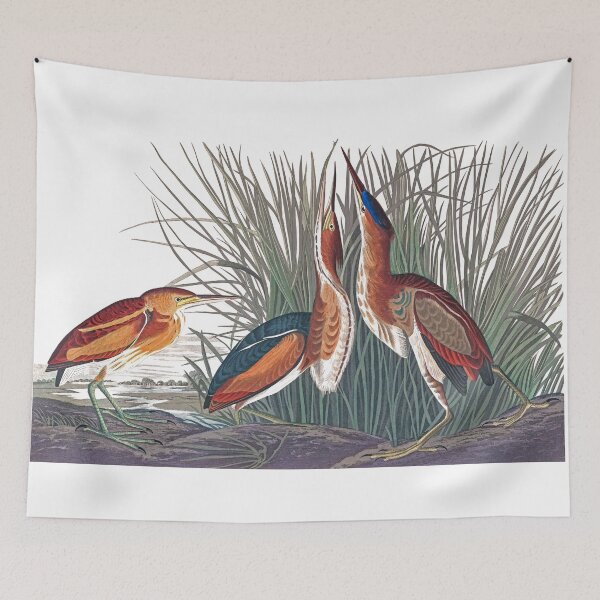 Item preview, Least Bitterns by John James Audubon designed and sold by TheCurators.