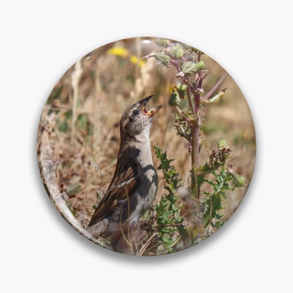 Item preview, Sparrow eating seeds designed and sold by GreyFeatherPhot.