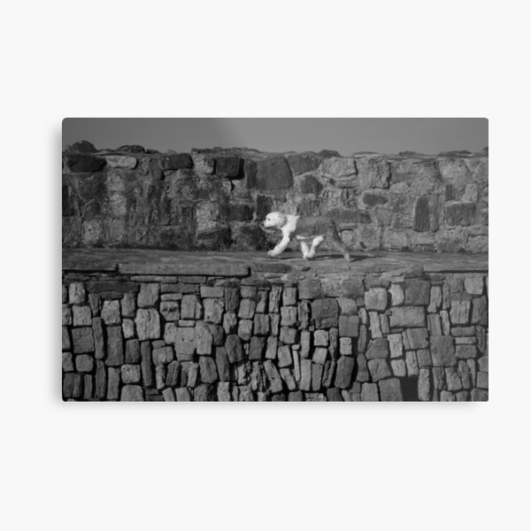 Sheepdog On Pier Metal Print