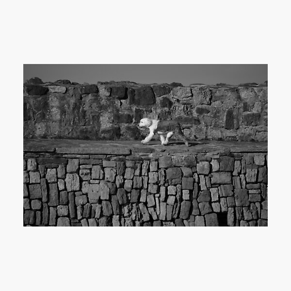 Sheepdog On Pier Photographic Print