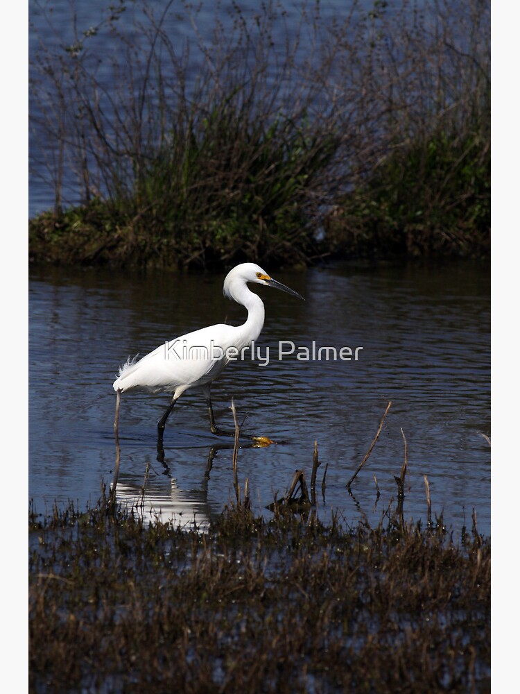 Snowy Egret by wildshots