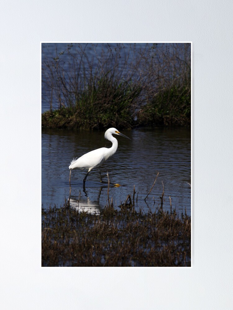 Alternate view of Snowy Egret Poster