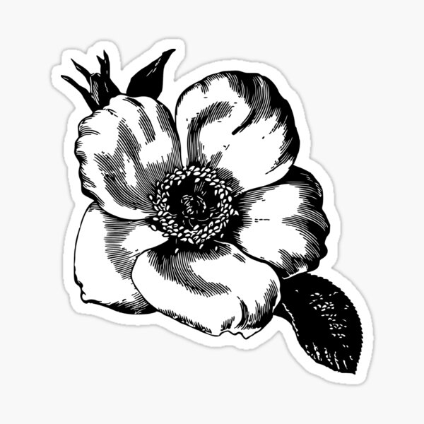 Anemone Sticker