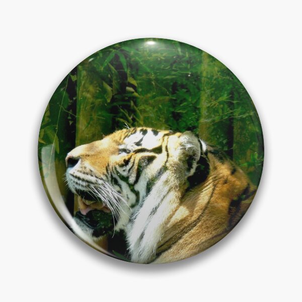 Item preview, Tiger at Busch Gardens, Tampa, FL designed and sold by Monika's Shop.