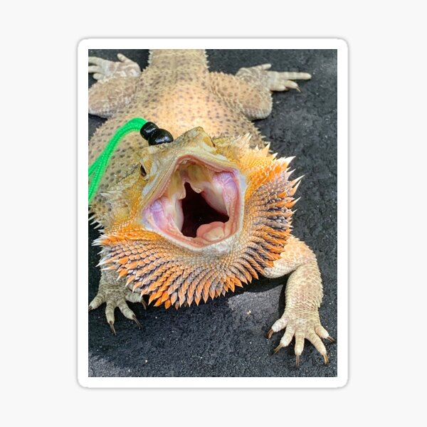 bearded dragon sunglasses