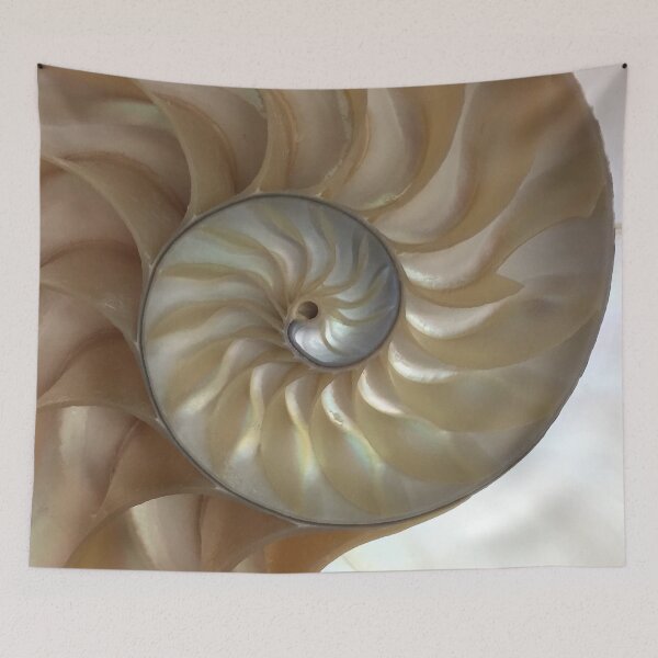 Item preview, Spiral Nautilus Shell designed and sold by StudioKDesign.