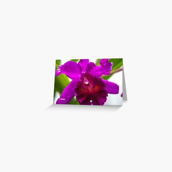 orchid Greeting Card