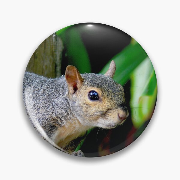 Item preview, Curious Squirrel at Busch Gardens, Tampa, Florida designed and sold by Monika's Shop.