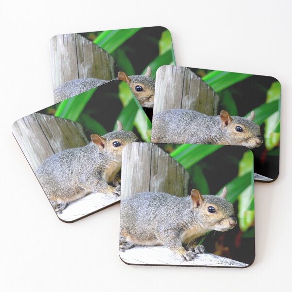 Item preview, Curious Squirrel at Busch Gardens, Tampa, Florida designed and sold by Monika's Shop.